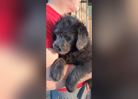Labradoodle Welpen