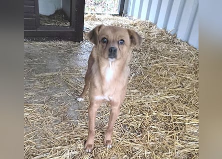 ❤️ lieber kleiner BARNIE - 1,5 Jahre, 40cm/9kg - Mischling