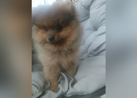 Pomeranian Boo Zwergspitz