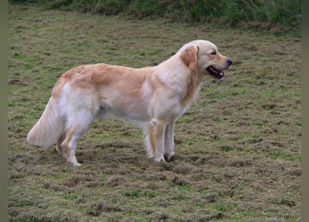 Golden Retriever Deckrüde mit FCI-Ahnentafel