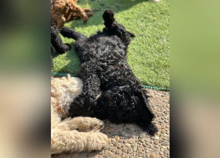 Goldendoodle F1b