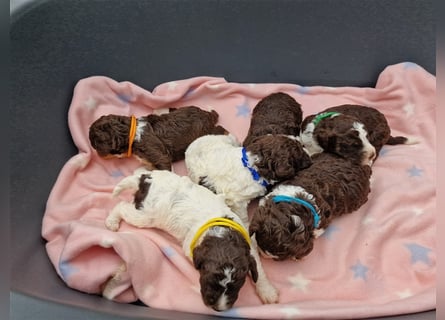 Lagotto Romagnolo