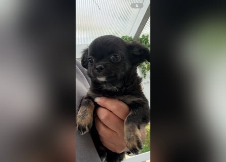 Chihuahua Welpen