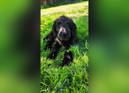 Labradoodle Silver Abgabebereit mit Papieren (Habeicaped)