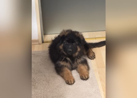 Deutscher Schäferhund
