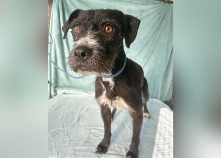 (R) ❤️ liebe Schmusemaus LUCY - 8,5 Jahre, 45cm/18kg - Schnauzer-Mix