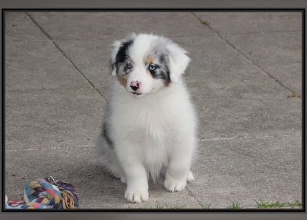 Australian Shepherd - Traumwelpen -KEINE Arbeitslinie-aus langjähriger Familienaufzucht.