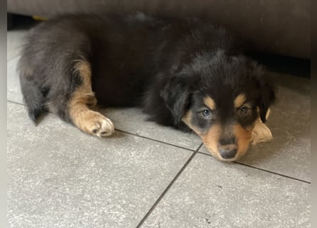 Diese süßen Australian Shepherd Welpen