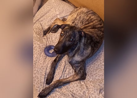 wunderschöner Hütehund Rüde 5 Monate sucht noch ein Zuhause