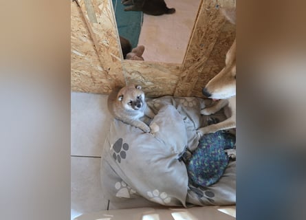 Shiba inu Welpen.   vom Haus Joe   ,Liebhaberzucht