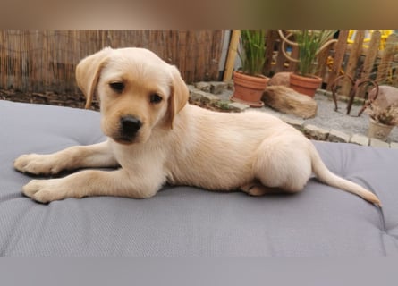 Reinrassige Labradorwelpin hell