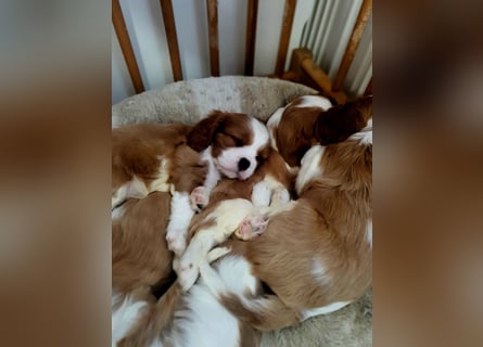Cavalier King Charles Spaniel