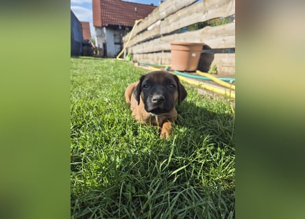 Ridgeback Welpen