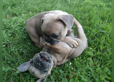 Reinsrassige französische Bulldogge Babys