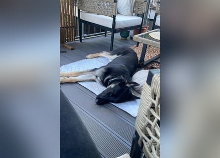 Liebenswerter, intelligenter Schäferhund sucht sein für-immer zu Hause