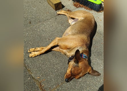 Zwergpinscher Rüde, freundlich, gut sozialisiert, gehorsam, stubenrein sucht ruhiges Heim