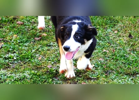 Verkaufe Reinrassige Border Collie Welpen