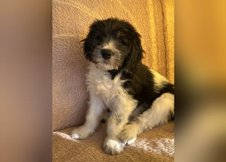 Polski Owczarek Nizinny - Polnischer Niederungs Hütehund -  PON