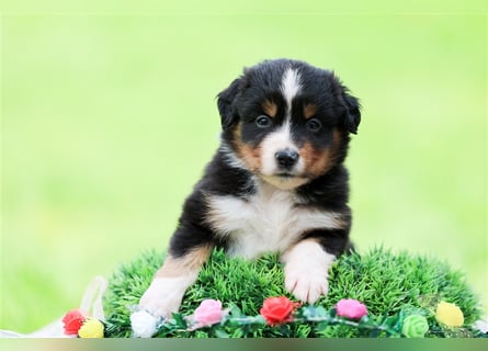 Mini American Shepherd (Showlinie)