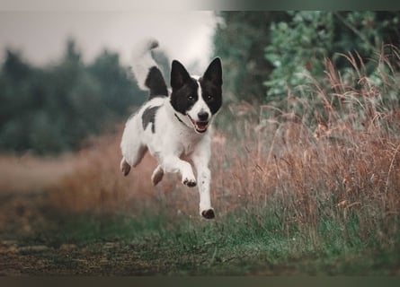 Canaan Dog-Welpen (Kanaan-Hund)