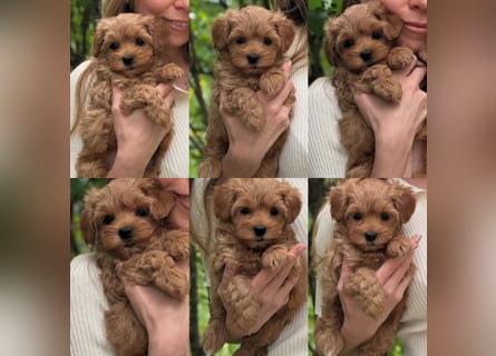 Maltipoo Welpen 10 Wochen