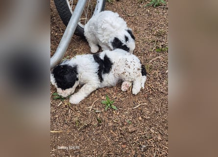 Spanische Wasserhund Welpen reinrassig