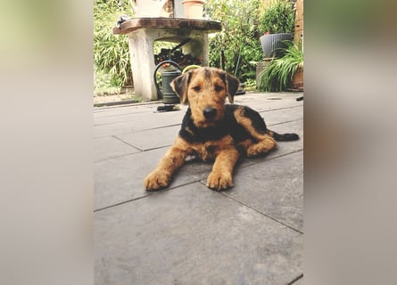 Airedale Terrier Hündin