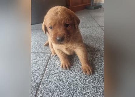 Zauberhafte Labradorwelpen, foxred