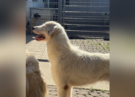 Die hübsche FIDES sucht ein liebevolles Zuhause