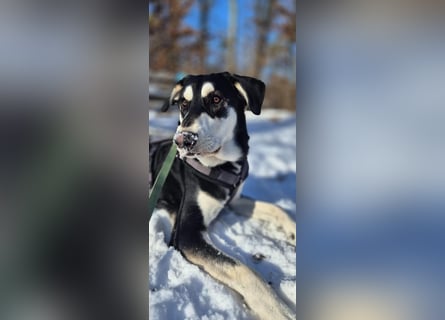 Ciriaco: Traumhund für aktive Menschen