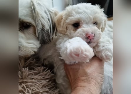 Havapoo Pudel Havaneser-ShihTzu
