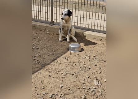 Mila: überfordert im Tierheim