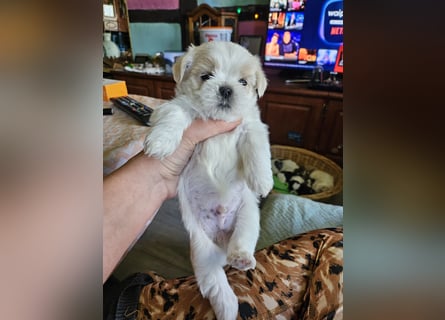 Shih Tzu Mix Welpen vom 18.03.25