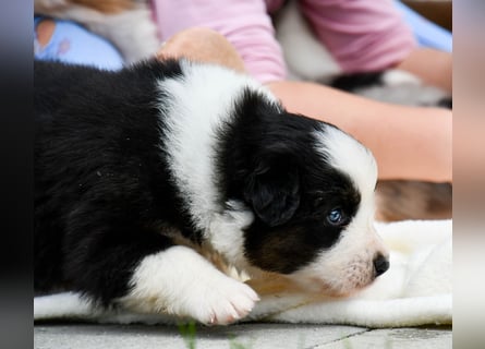 Australian Shepherd Welpen