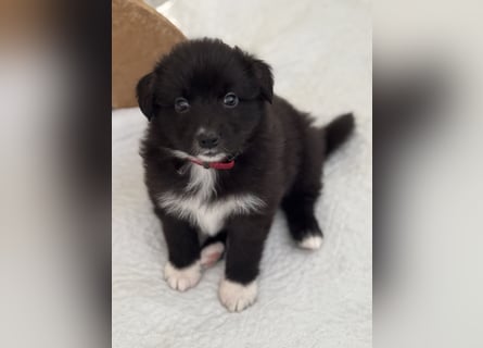 Australian Shepherd Welpen in  Black Bi