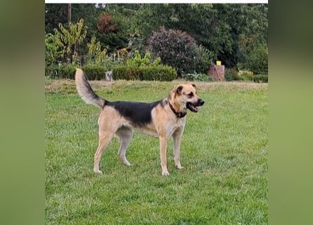 Labrador-Mix Welpen