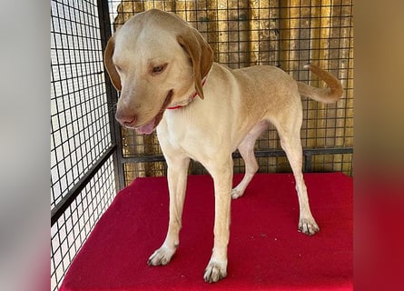 ❤️ wunderschöner Schmusebär PABLO - 2 Jahre, 50cm/20kg - Vizsla-Mix ❤️