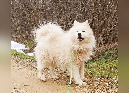❤️ wunderschöner Samojede LEO - 3 Jahre, 55cm/25kg