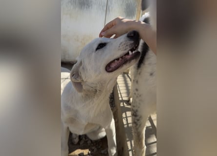 Wayne: er wäre gerne ein Familienhund