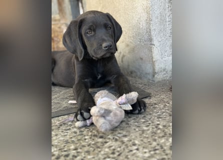 8 Labrador Retriever Rhodesian Ridgeback Welpen in Sonderfarbe seal
