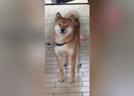 Hervorragender Shiba-Inu-Wurf mit hervorragendem Ausstellungspotenzial