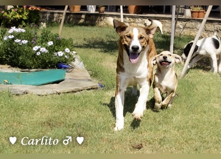 Carlito, Marla, Scippy und Kea auf der Suche nach ihrer Familie