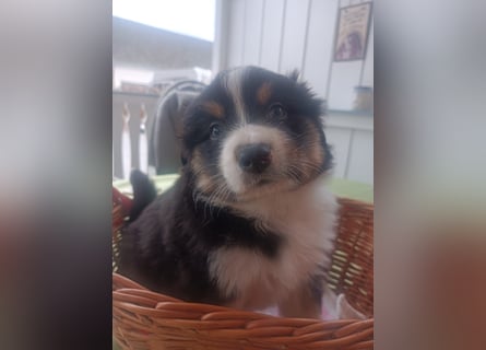 Border Collies Welpen