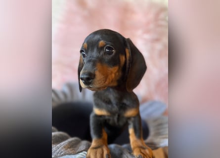 Zwergdackel, amerikanische Zwergdackel, Dackel Welpen , Tiger Dackel suchen tolle Familien