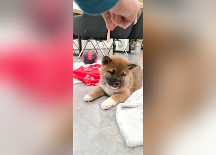 Wurfankündigung - Oktober 24 - Reinrassige Shiba - Inu Welpen! Langjährige Shiba-Liebe!