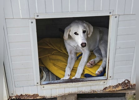 Willy: Mobbingopfer braucht dringend Hilfe