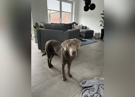 Wunderschöner silberner Labrador - 1.5 Jahre alt 