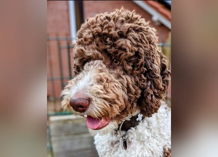 Welpen Labradoodle F1 Braun Groß Könispudel x Labrador