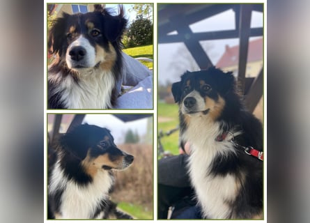 Süsse Australian Shepherd Welpen suchen neues Zuhause