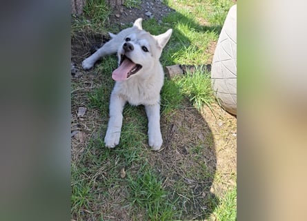 Akita - Husky Welpen